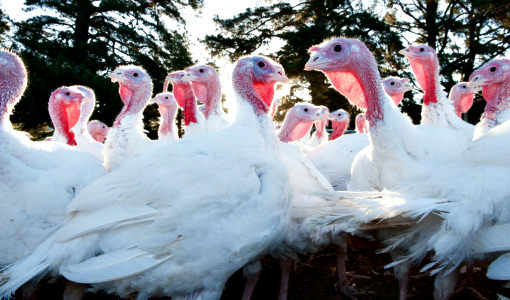 Leadoux Free Range Turkey